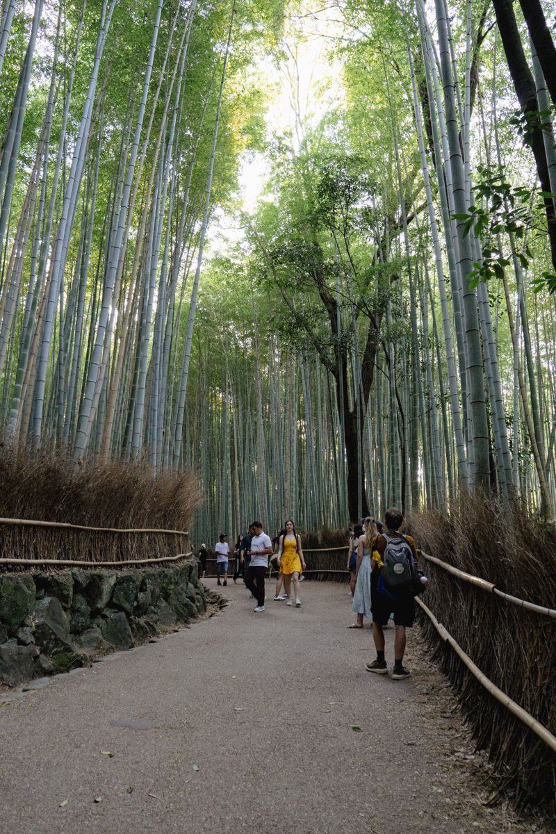 京都の竹林