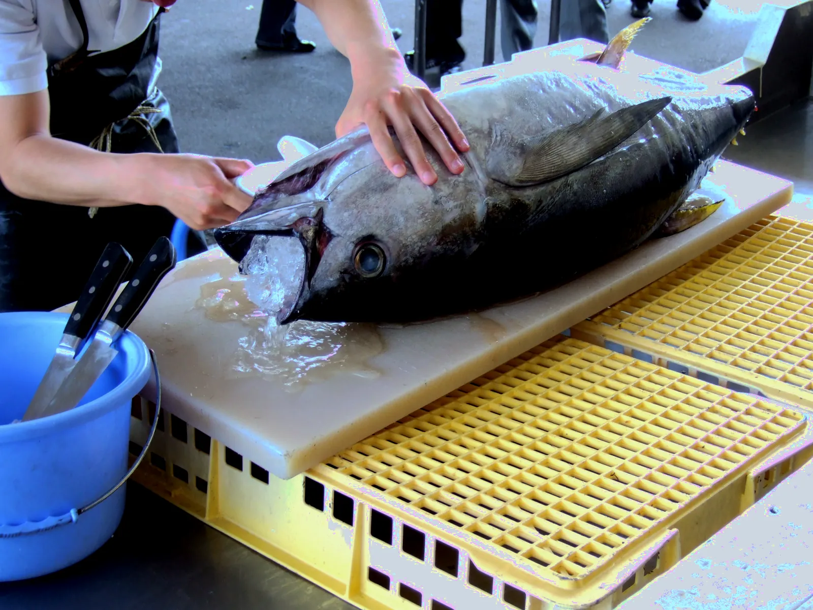 マグロ解体ショー